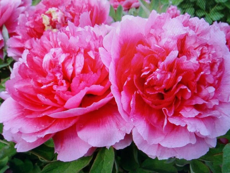 黑花魁苗40~50cm