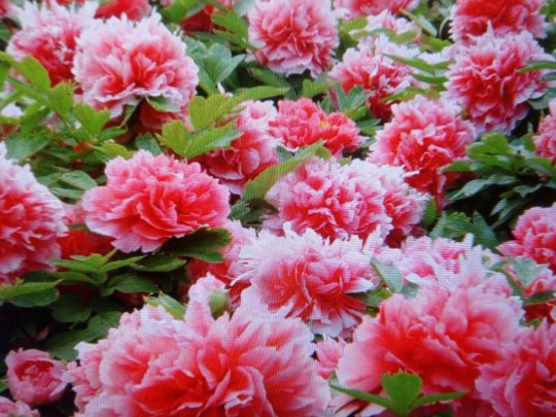 黑花魁苗40~50cm