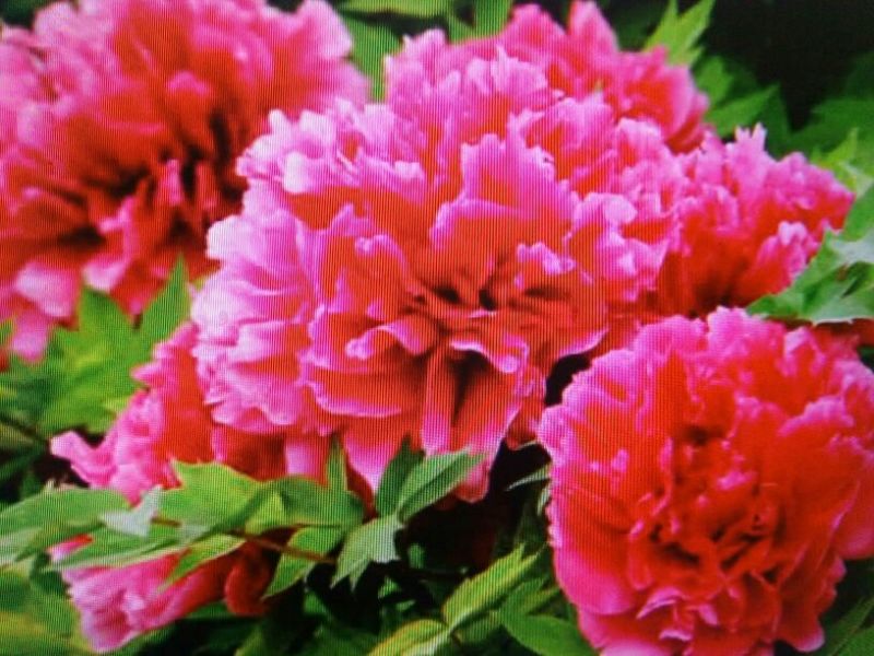 黑花魁苗40~50cm