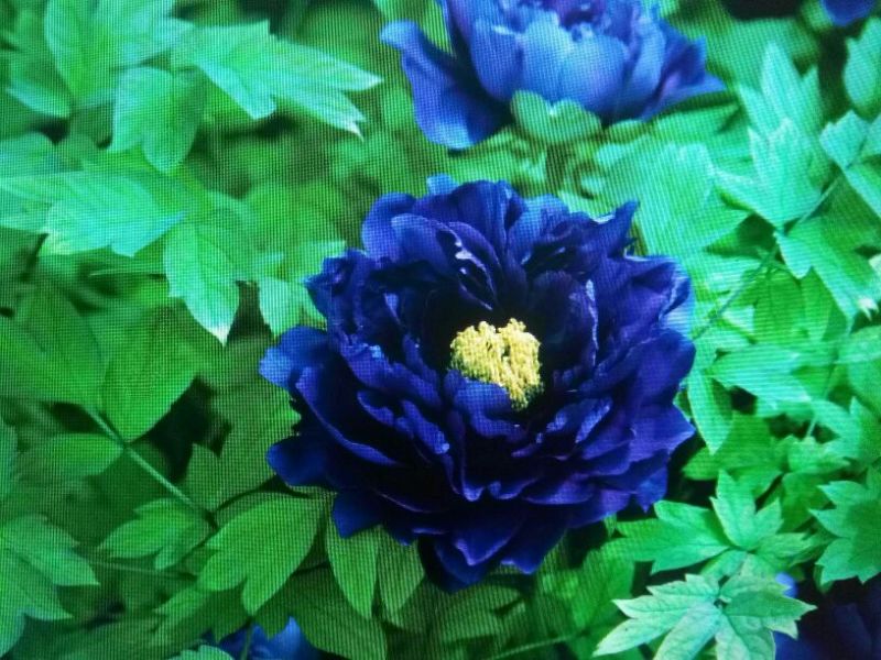 黑花魁苗40~50cm