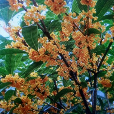 桂花50~80cm