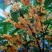 桂花50~80cm