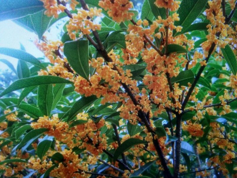 桂花50~80cm