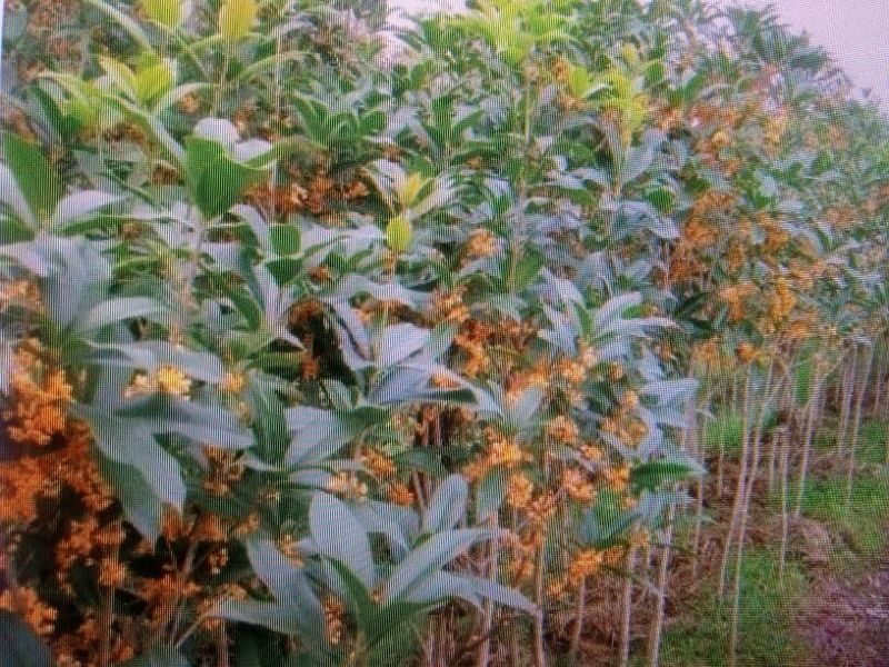 桂花50~80cm