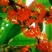 桂花50~80cm