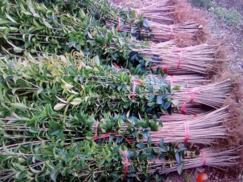 桂花50~80cm