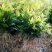 桂花50~80cm