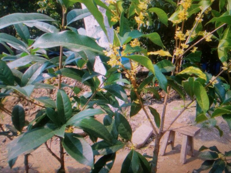 桂花50~80cm