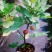 无花果苗50~80cm