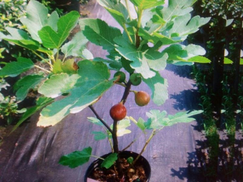 无花果苗50~80cm