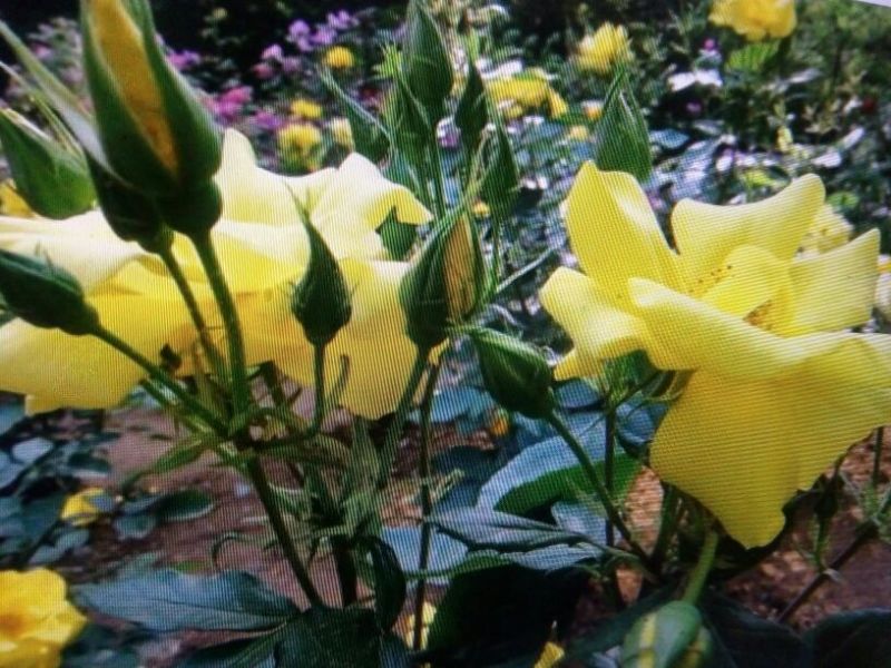 大花香水月季苗20~30cm