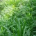 苏丹草草籽高丹草种四季牧草种子养殖再生草鱼吃的草种籽畜牧