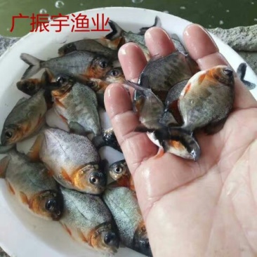 鲳鱼苗
