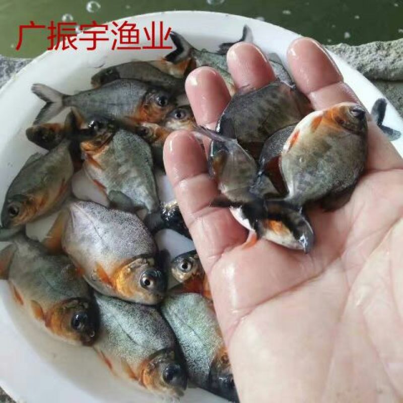 鲳鱼苗