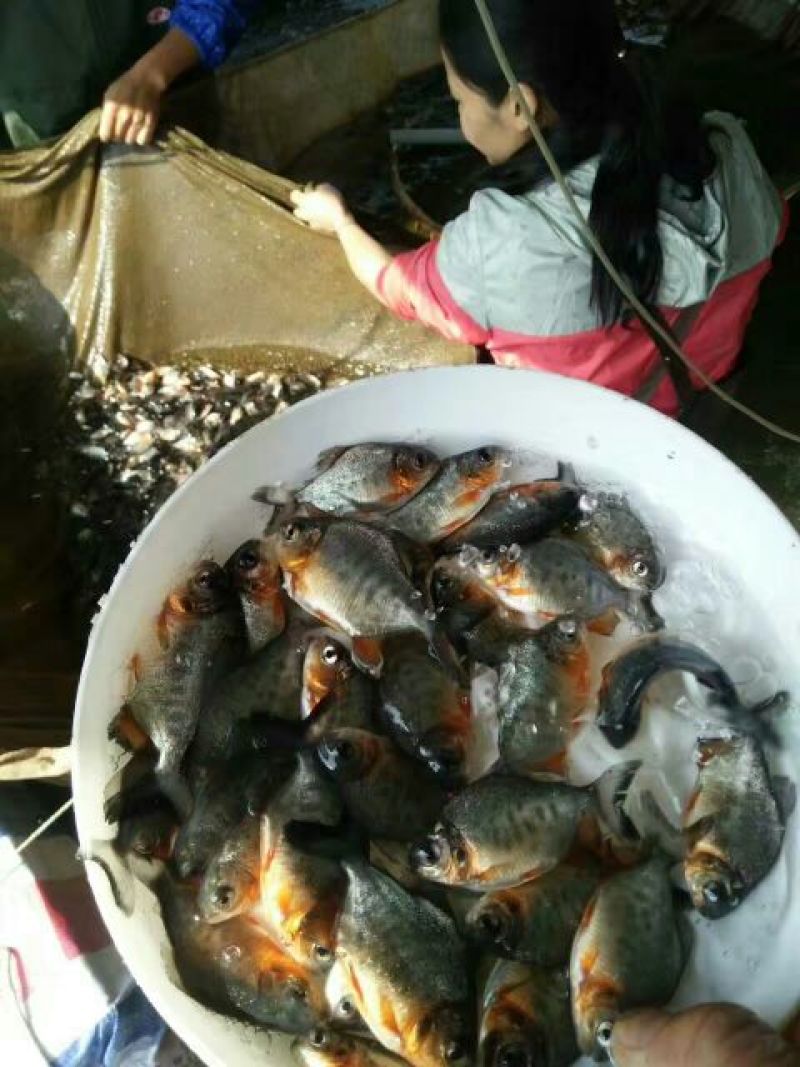 鲳鱼苗