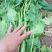 越冬菠菜35~40厘米