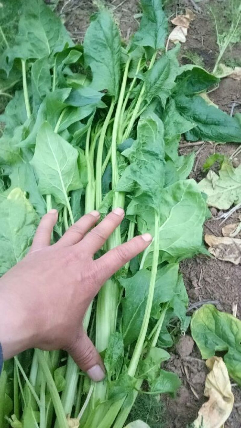 越冬菠菜35~40厘米