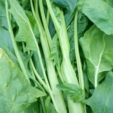 越冬菠菜35~40厘米