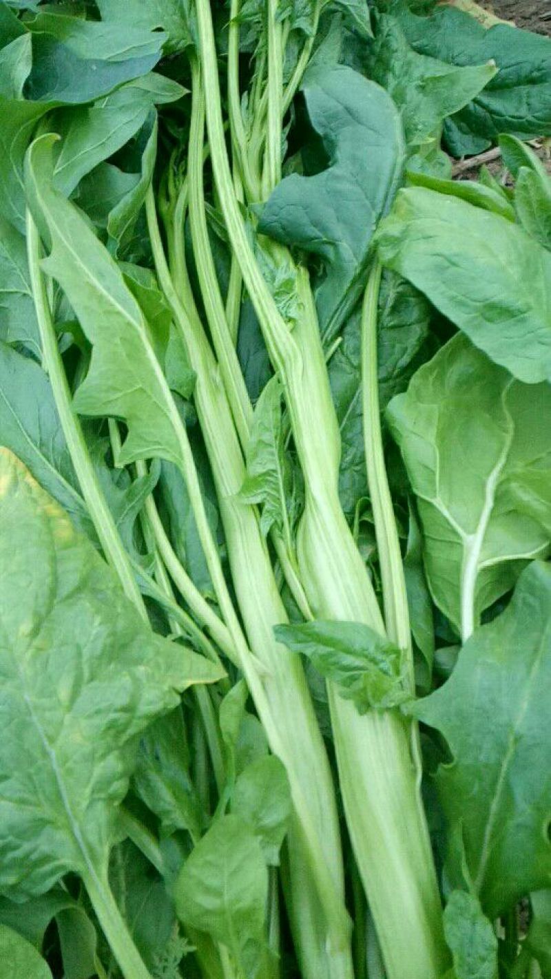 越冬菠菜35~40厘米