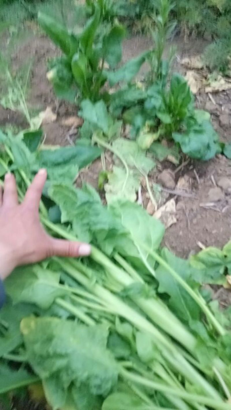 越冬菠菜35~40厘米