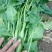 越冬菠菜35~40厘米