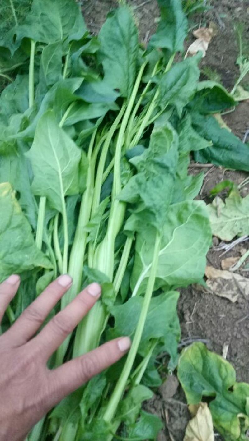 越冬菠菜35~40厘米