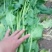 越冬菠菜35~40厘米