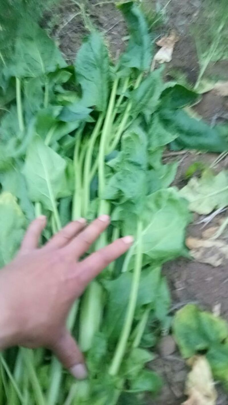 越冬菠菜35~40厘米
