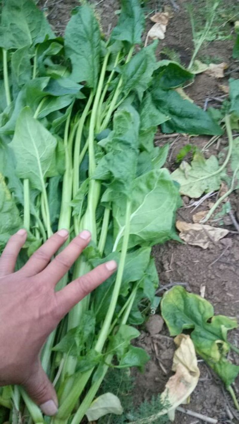 越冬菠菜35~40厘米