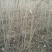 北京栾2~4cm4cm以下1.5~2米