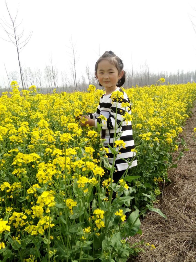 油菜籽2