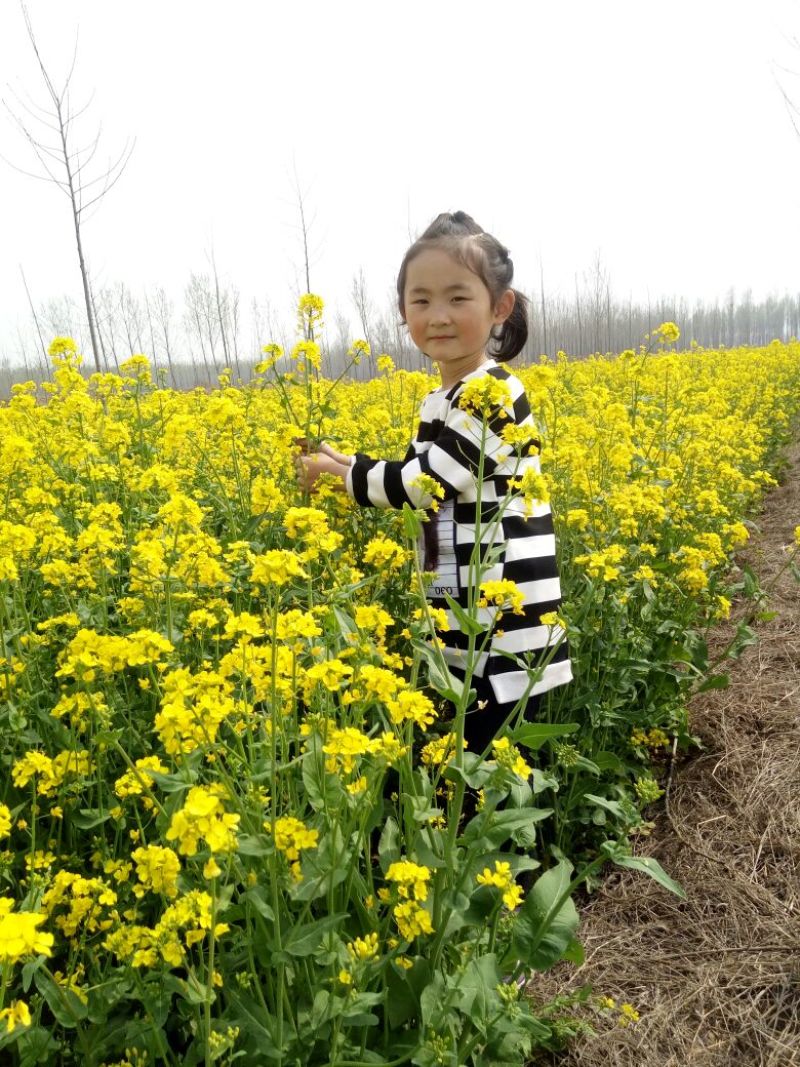 油菜籽2