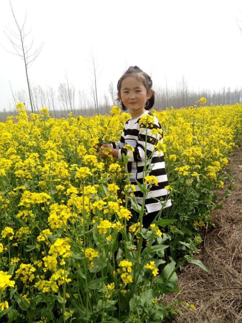 油菜籽2