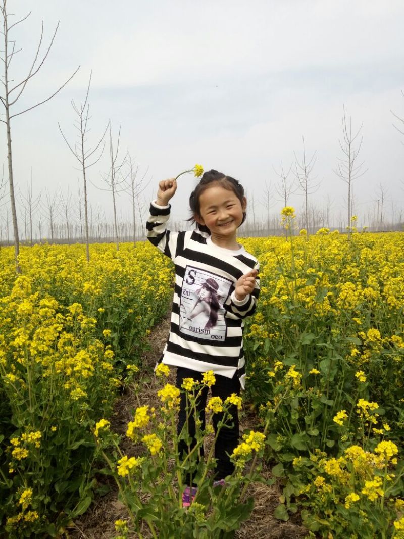 油菜籽2