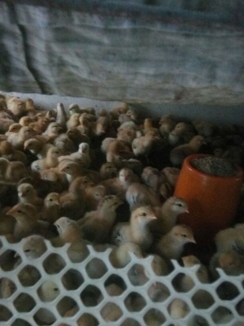 土鸡苗35~45克出壳苗