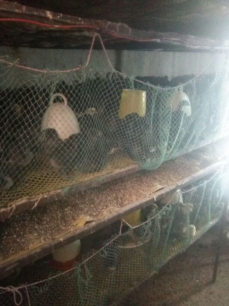 土鸡苗35~45克出壳苗