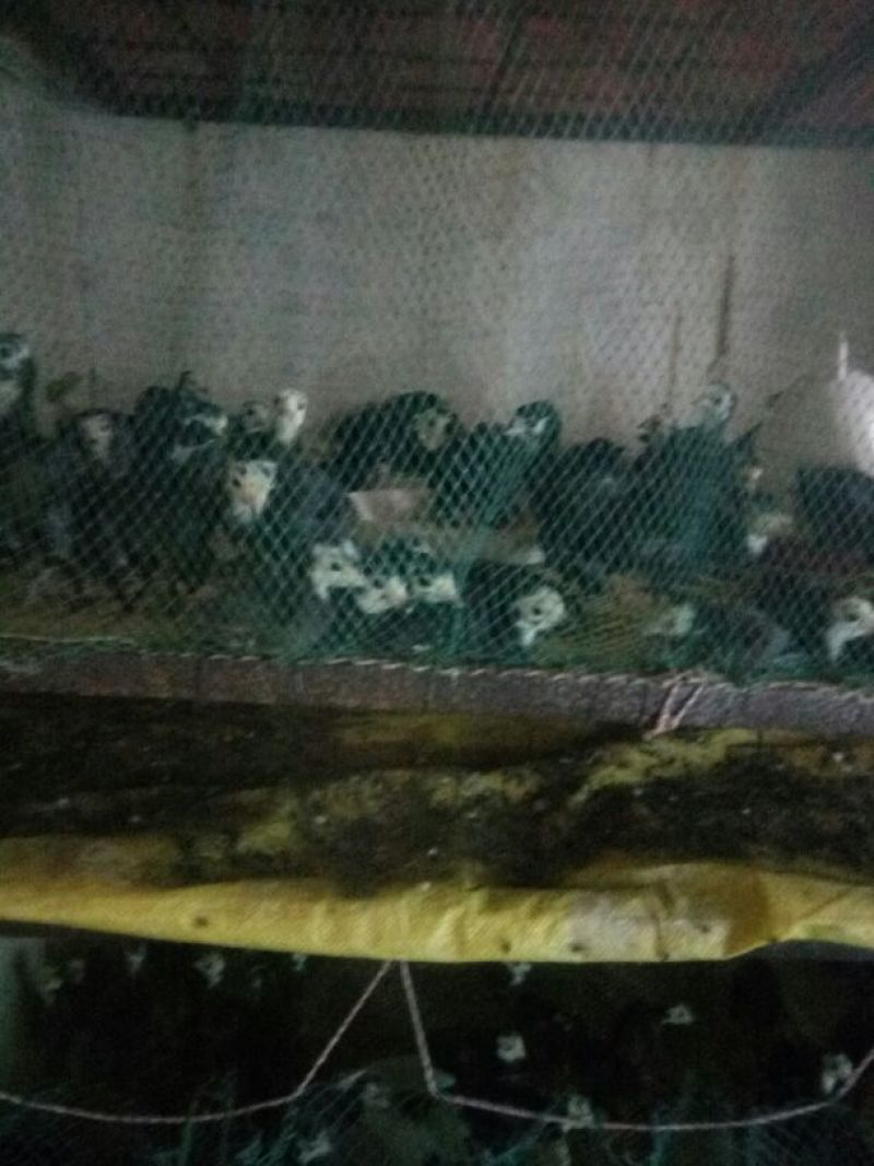 土鸡苗35~45克出壳苗
