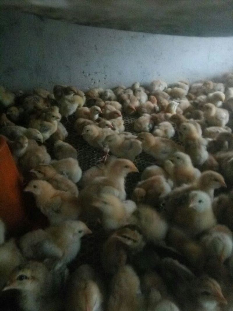 土鸡苗35~45克出壳苗