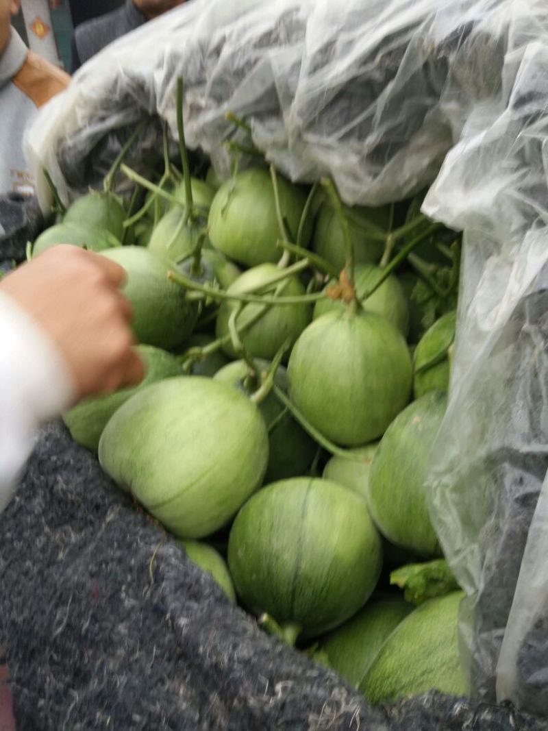 绿宝石甜瓜2月份大量上市