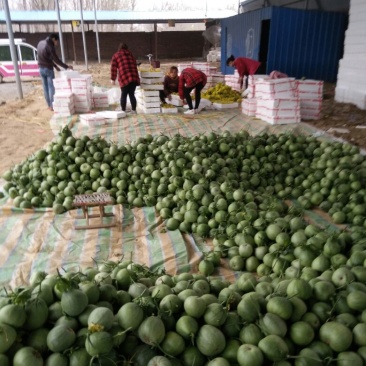 绿宝石甜瓜2月份大量上市