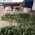 绿宝石甜瓜2月份大量上市