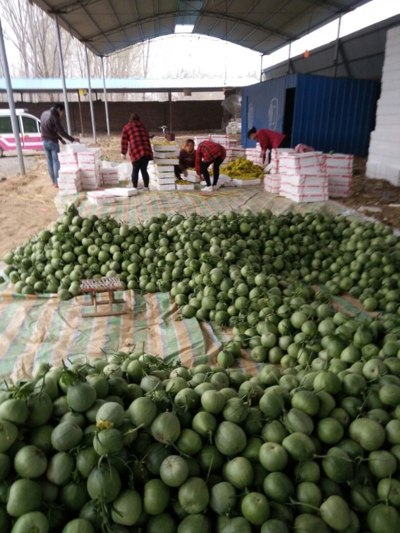 绿宝石甜瓜2月份大量上市