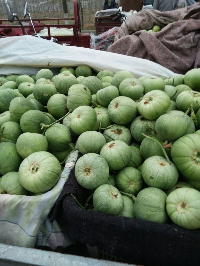 绿宝石甜瓜2月份大量上市