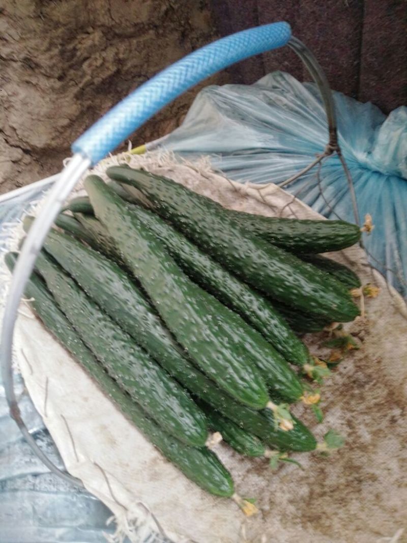 密刺黄瓜，量大品优，电商，超市，批发绿瓢黄瓜口感好