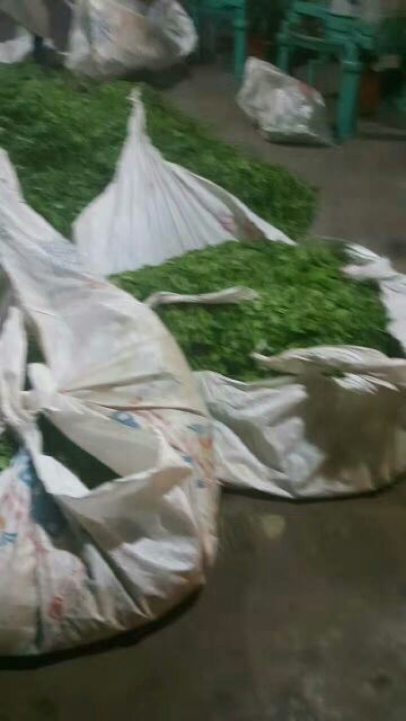 普洱茶