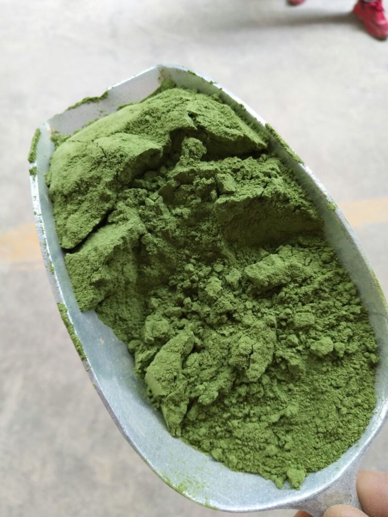 辣木叶金沙江河谷辣木叶pkm1大叶片