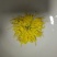 白菊花茶