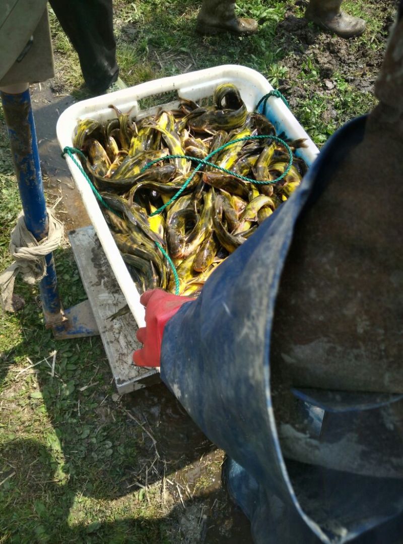鲈鱼鱼苗