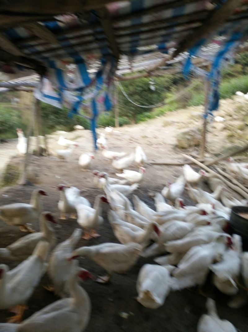鸭肉