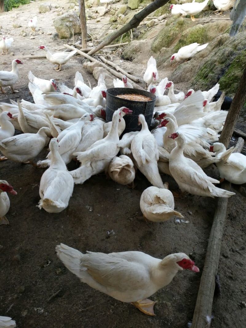 鸭肉